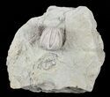 Blastoid (Pentremites) Fossil - Illinois #60141-1